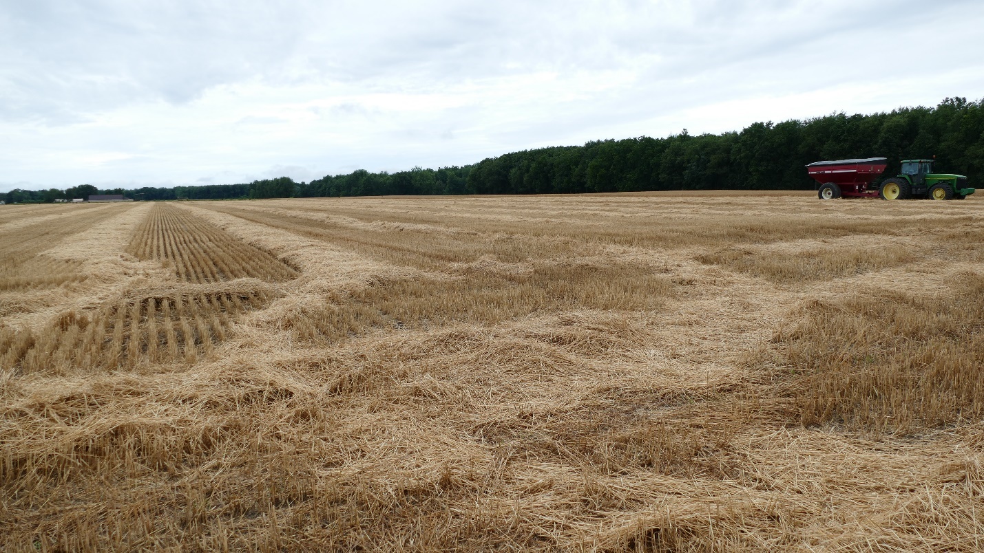 Wheat field being harvested.